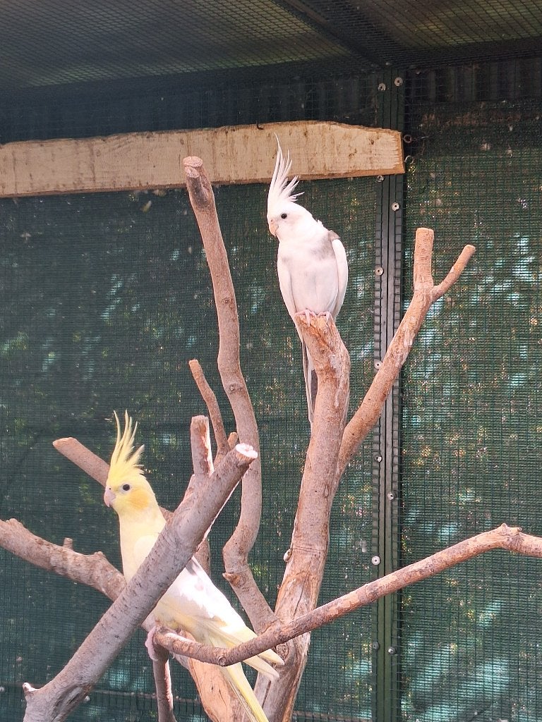 Te koop koppel valkparkieten, Dieren en Toebehoren, Meerdere dieren, Parkiet, Geringd