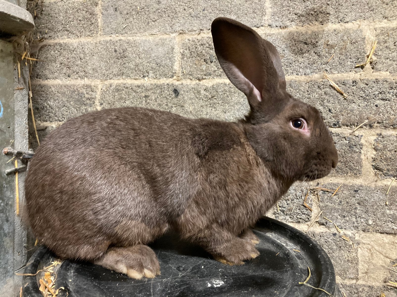 Vlaamse reuzen, Dieren en Toebehoren, Mannelijk, Groot