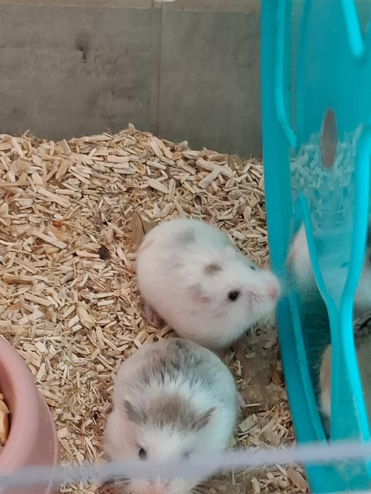 Dwerghamster, Dieren en Toebehoren, Hamster, Meerdere dieren, Tam, September