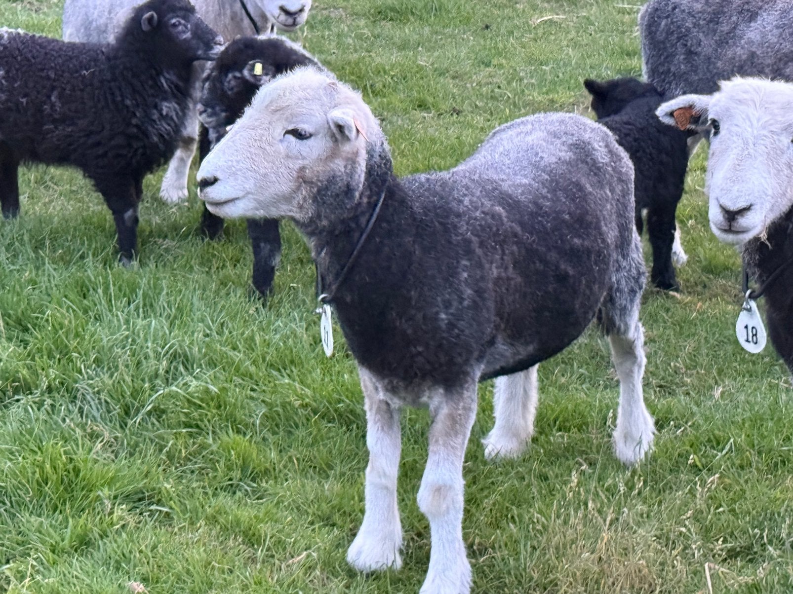 Herdwick jaarling ooi, Animaux & Accessoires, Moutons, Chèvres & Cochons, Mouton, Femelle, 0 à 2 ans