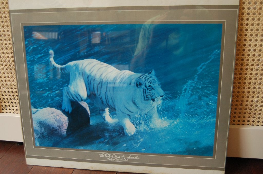 Modern kader 50x60cm zonder rand met witte siberische tijger, Ophalen, Overige materialen, 50 tot 75 cm, Zo goed als nieuw