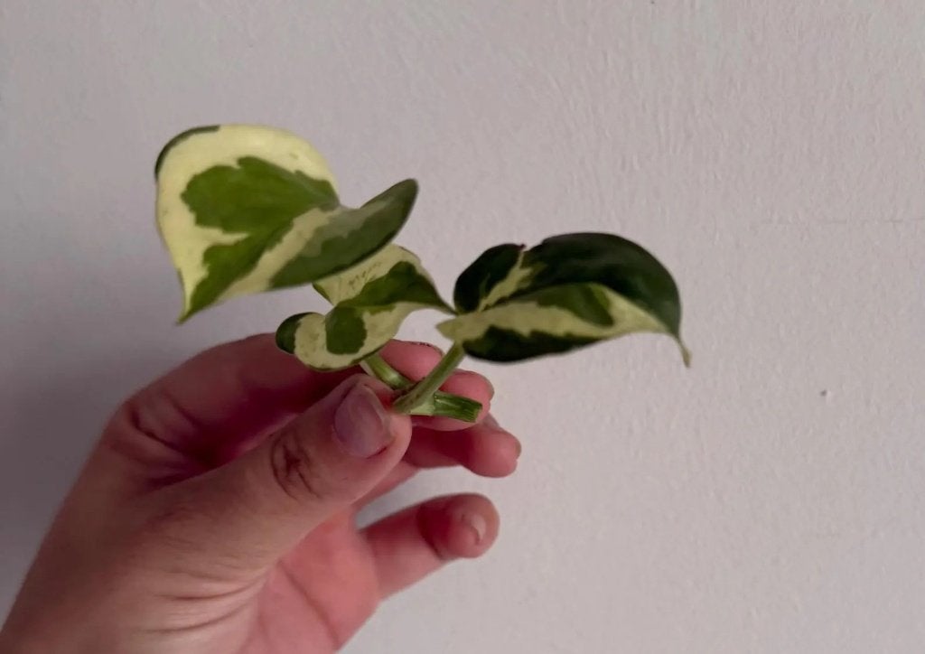 Epipremnum N'Joy stekje, Huis en Inrichting, Kamerplanten, Overige soorten, Minder dan 100 cm, Groene kamerplant, Halfschaduw