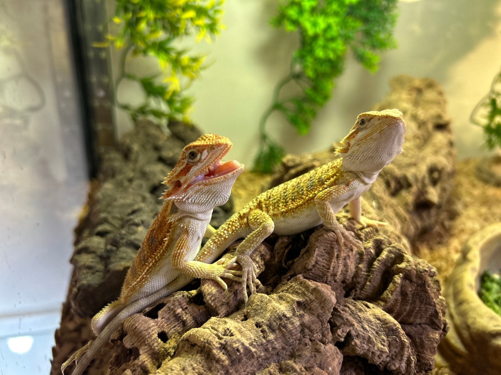 Jonge baardagamen 0.1 & 1.0, Dieren en Toebehoren, Tam, 0 tot 2 jaar