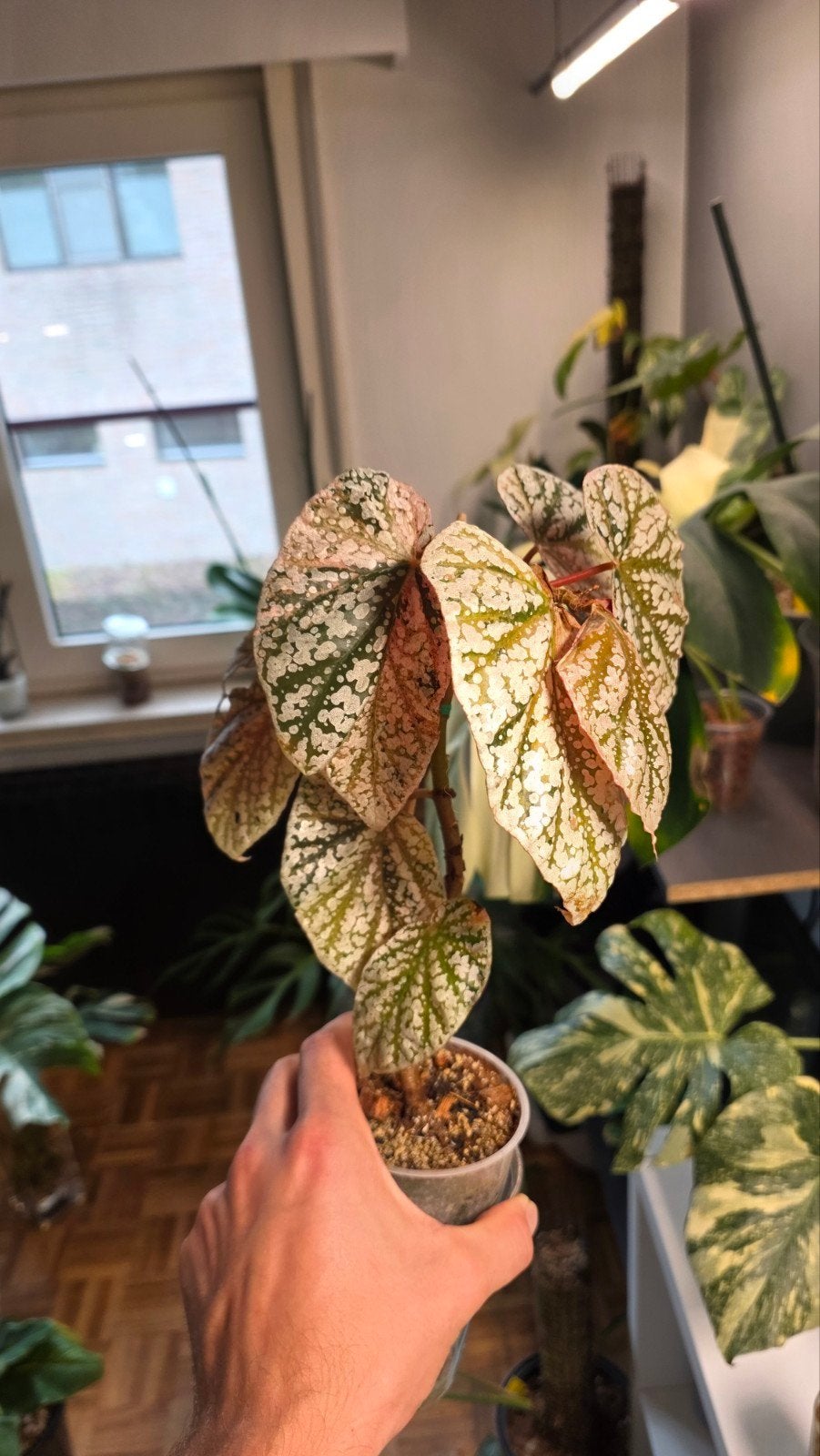 begonia snowcap variegated, Ophalen of Verzenden