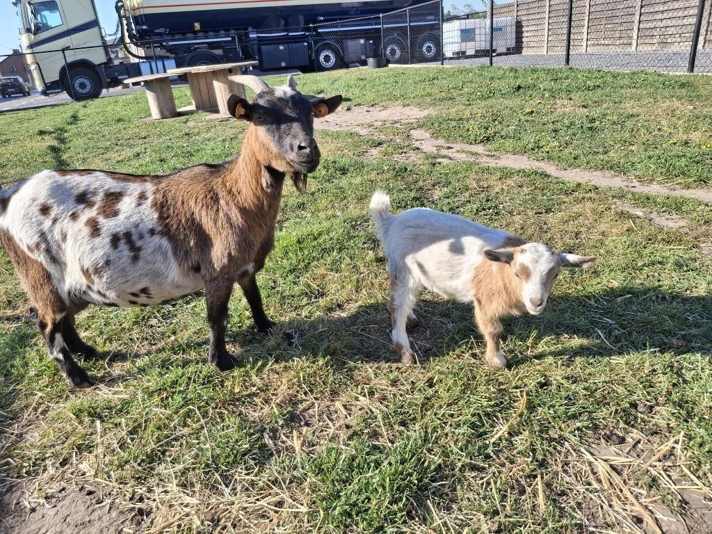 Te koop, Femelle, Chèvre, 0 à 2 ans