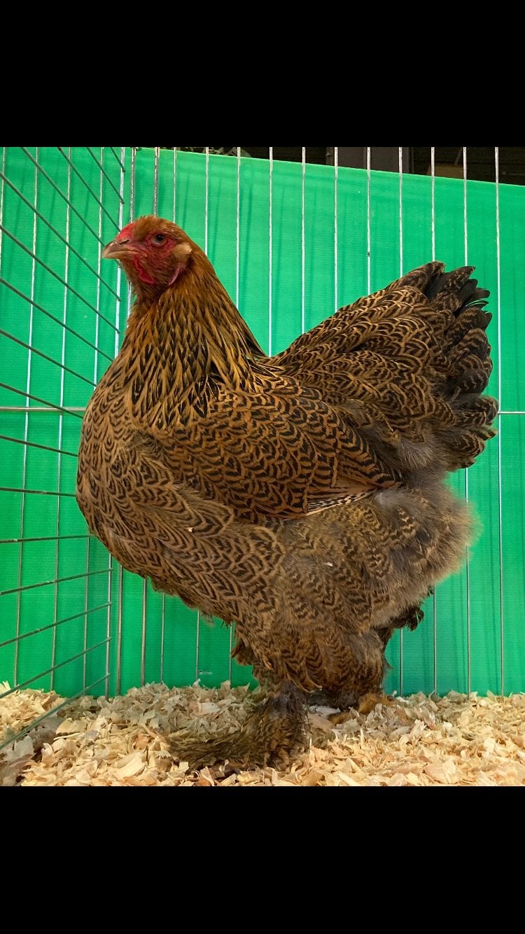 5 hennen Brahma groothoenders meerzomig patrijs, Dieren en Toebehoren, Pluimvee, Vrouwelijk, Kip