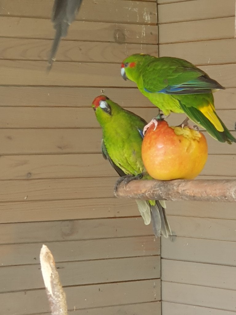 kakariki's, Dieren en Toebehoren, Meerdere dieren, Parkiet, Geringd