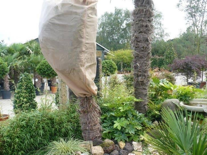 Protection hivernale pour palmier, olivier et figuier