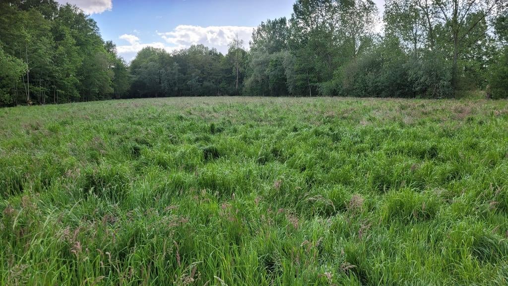 Weide te koop natuur paarden Puurs Londerzeel Buggenhout