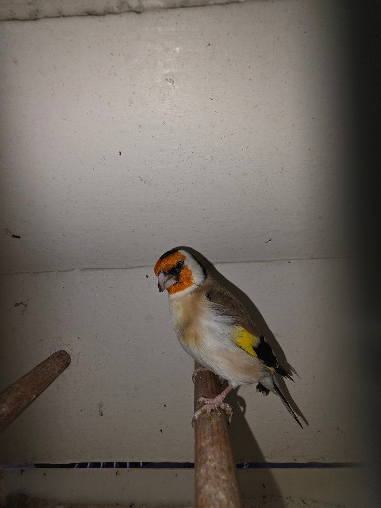 Distelvink, Mannelijk, Wildzangvogel, Geringd