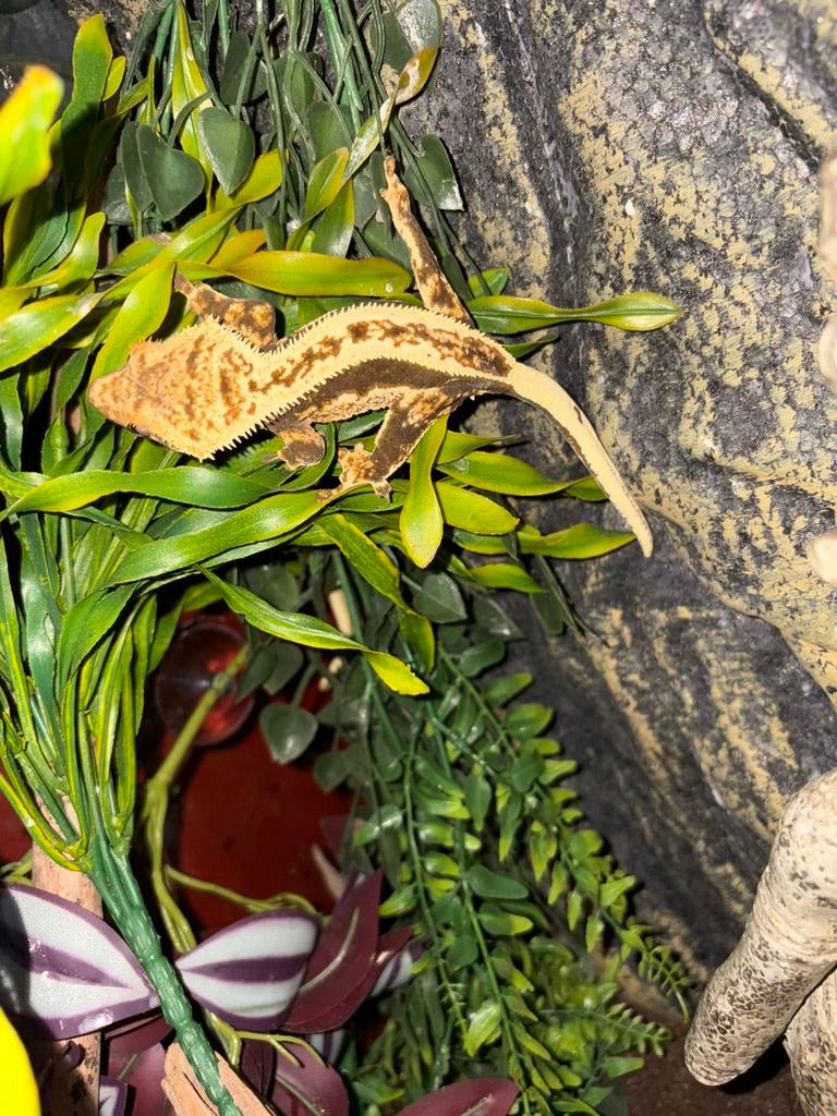 Wimpergekko, Dieren en Toebehoren, Ophalen, Zo goed als nieuw