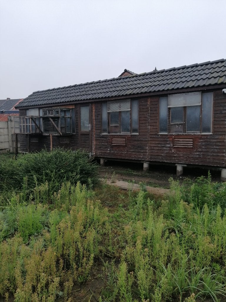 Duivenhok, Dieren en Toebehoren, Geslacht onbekend, Postduif