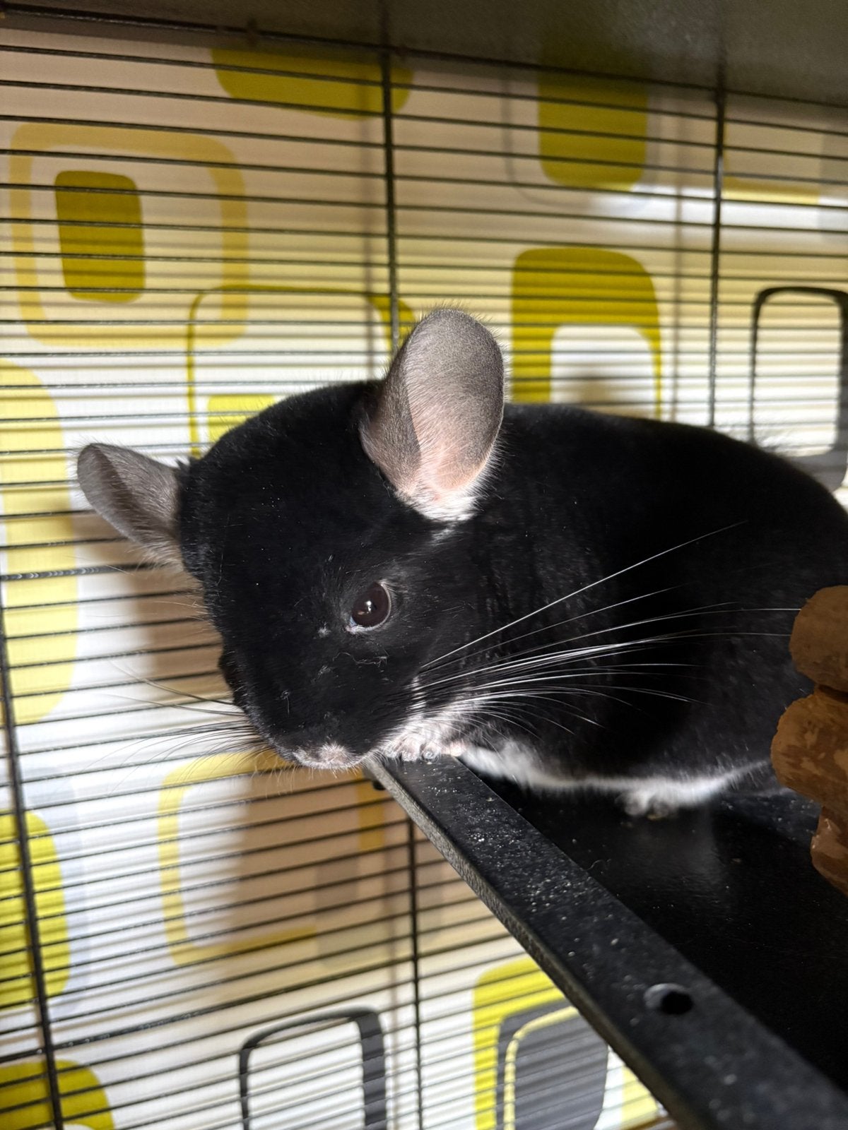 Chinchilla’s met kooi en accessoires, Dieren en Toebehoren, Chinchilla, Augustus, Mannelijk, Tam