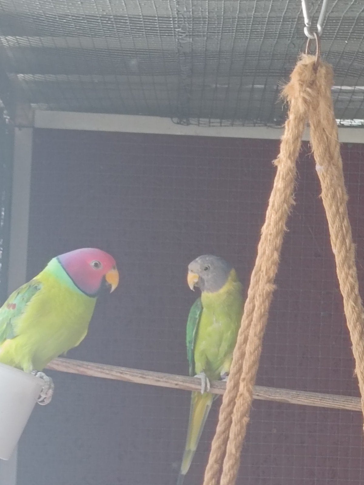 Tête de prune, Animaux & Accessoires, Mâle, Bagué