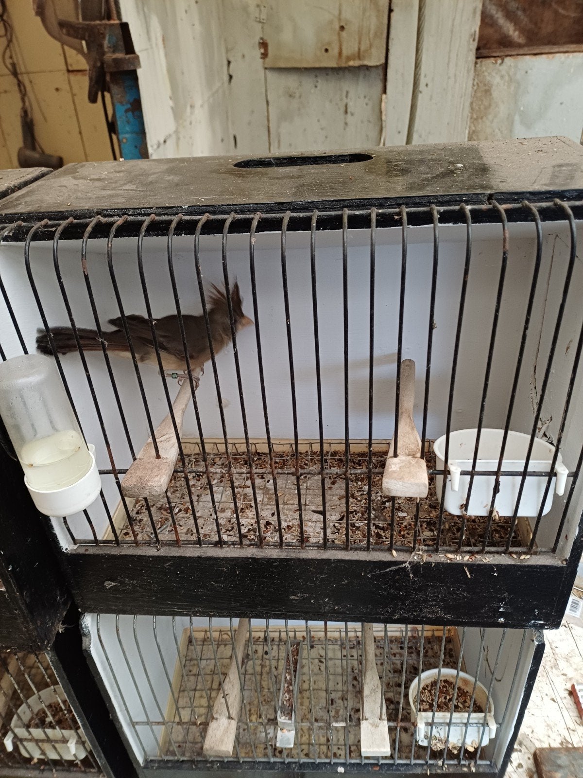 Kardinalen., Animaux & Accessoires, Enlèvement