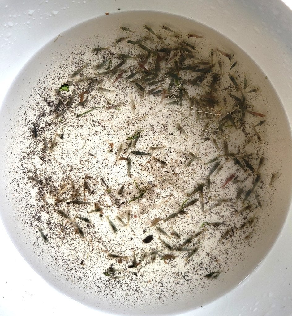 Crevettes Neocaridina incolores - de couleur grise., Animaux & Accessoires, Homard, Crabe ou Crevette, Poisson d'eau douce