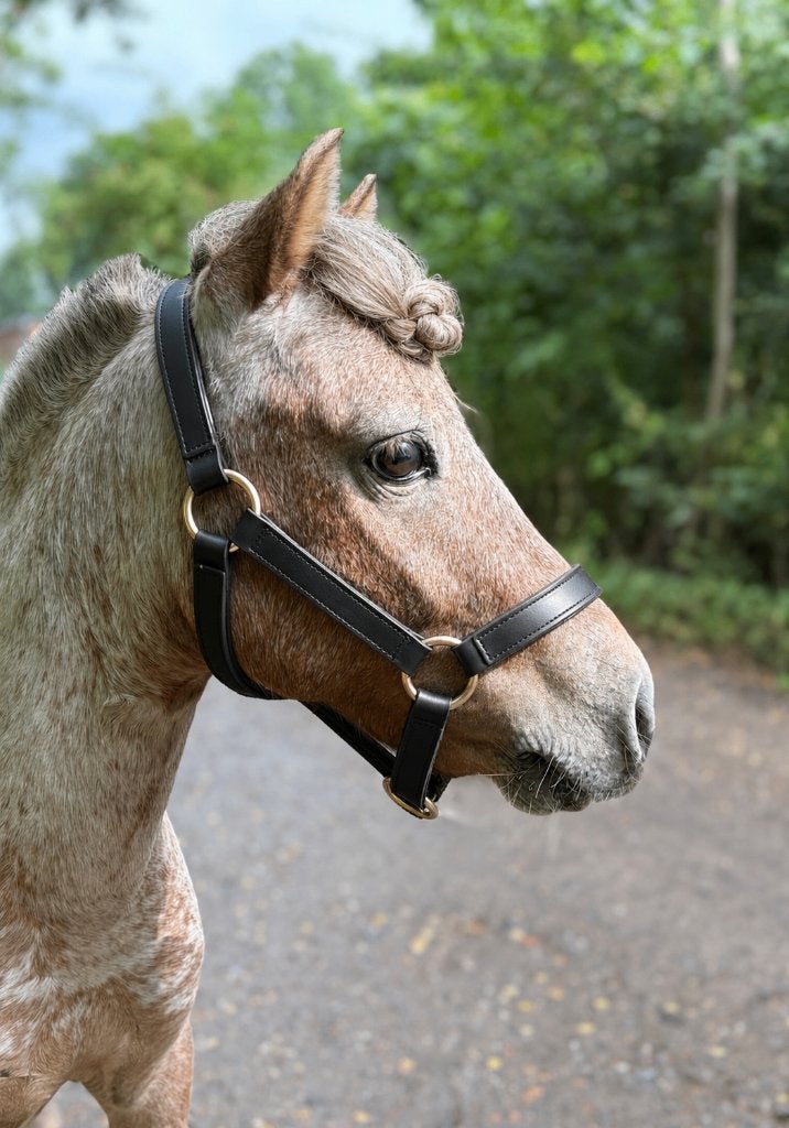 Poney à quelques endroits, Avec puce électronique, Poney A (jusqu'à 1.17 m), Étalon, 0 à 2 ans