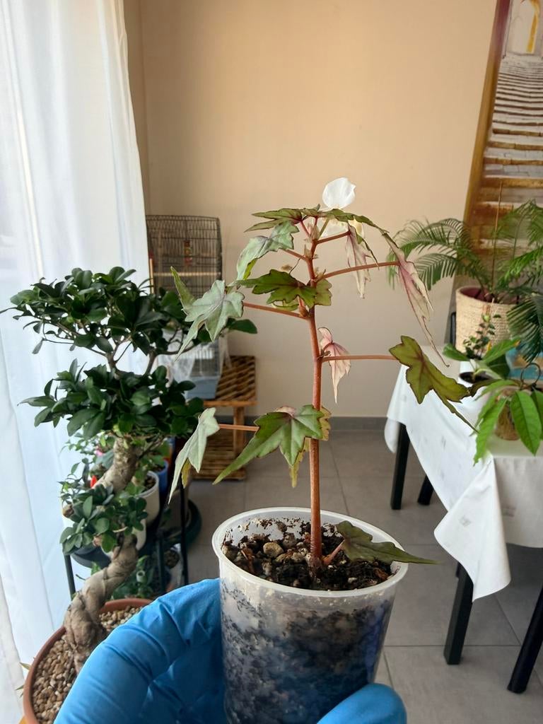 Caudex begonia, Enlèvement ou Envoi