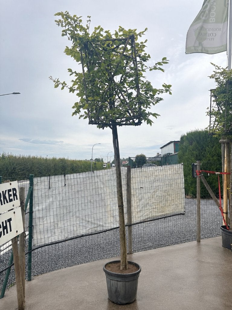 Carpinus betulus boom in kubusvorm, Ophalen, In pot, Overige soorten, 250 tot 400 cm