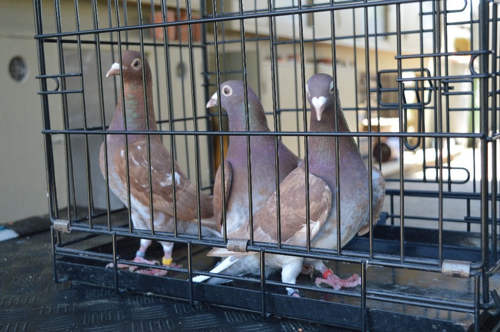 kleurpostduiven, Femelle, Pigeon voyageur