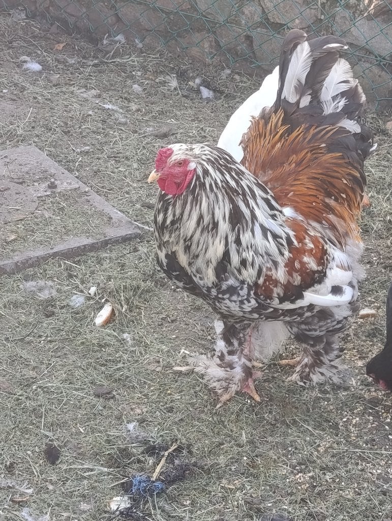 Brahma haan porselein, Dieren en Toebehoren