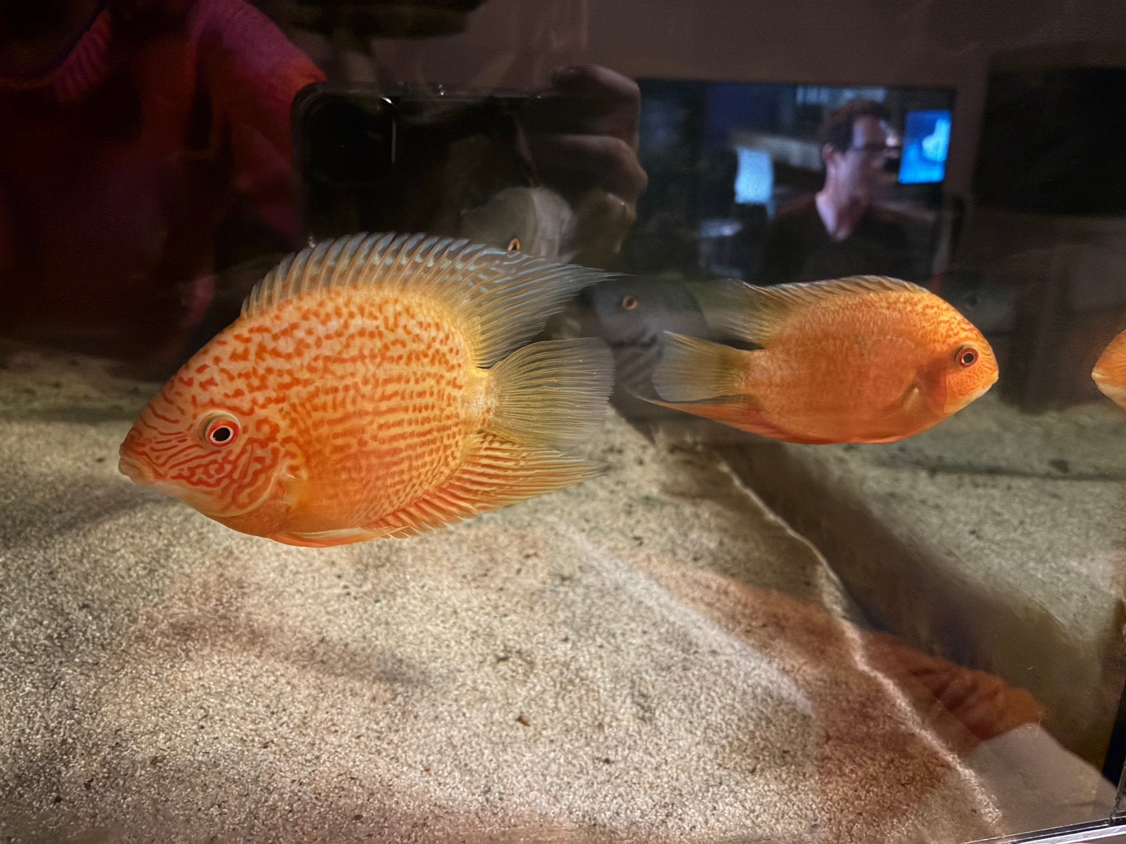 6 Hero’s, Dieren en Toebehoren, Vissen | Aquariumvissen