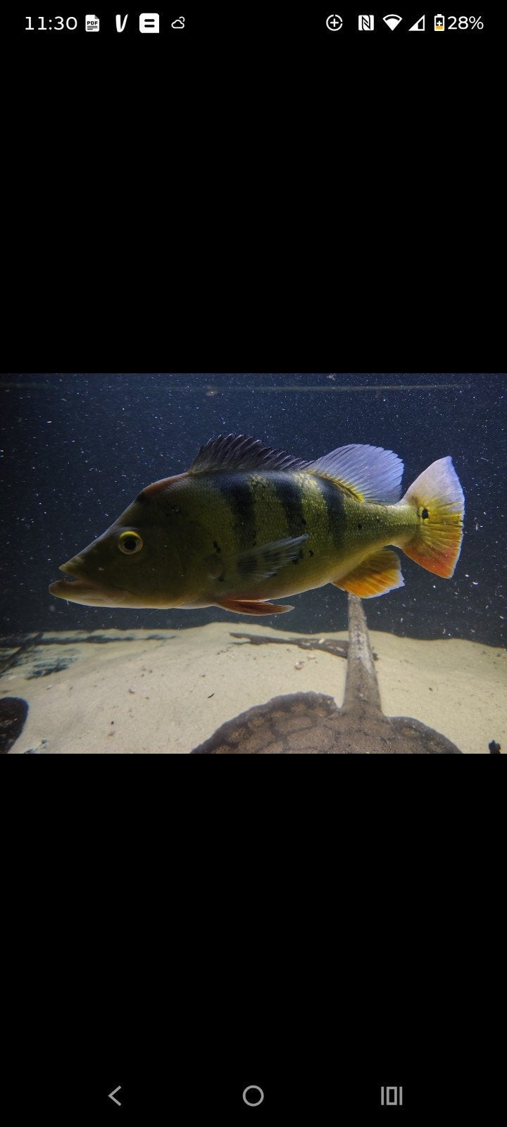 Kweekkoppel Cichla Kelberi te koop 35cm, Dieren en Toebehoren, Vis, Zoetwatervis