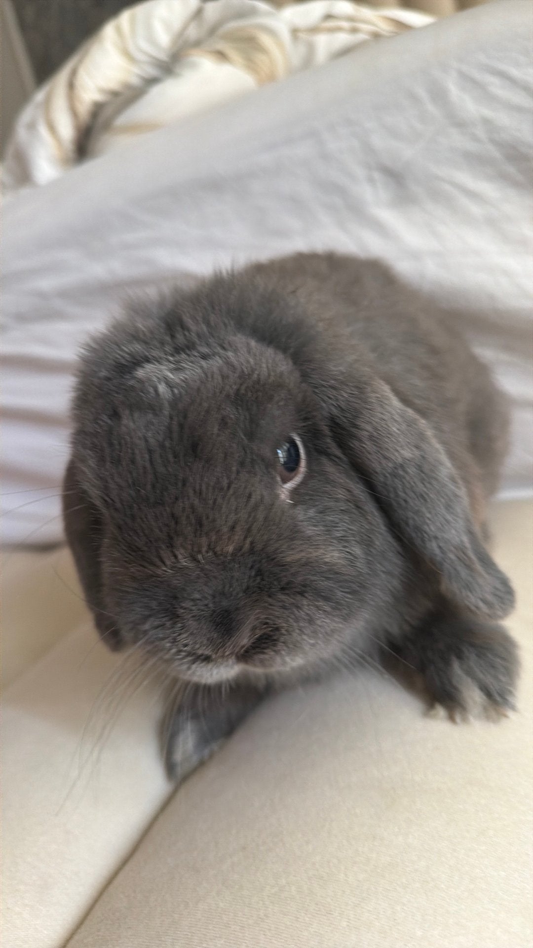 Lapin belier nain, Mâle, Nain, Oreilles tombantes, 0 à 2 ans