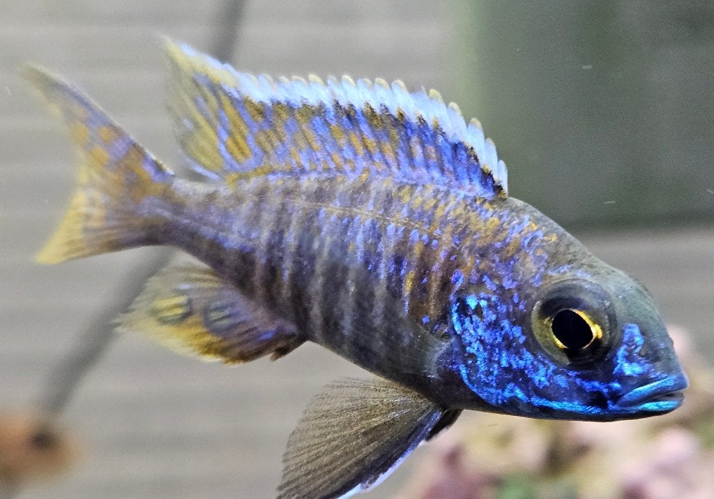 Cichlidés Aulonocara stuartgranti Malawi, Poisson, Poisson d'eau douce