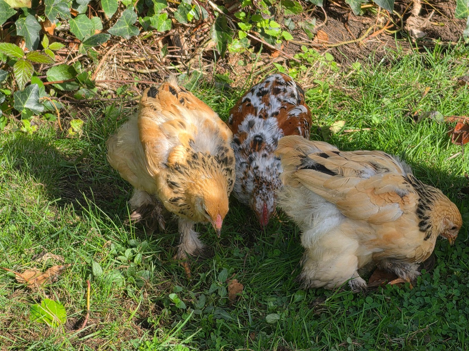 1 hennetje en 1 haantje Brahma groot col buff