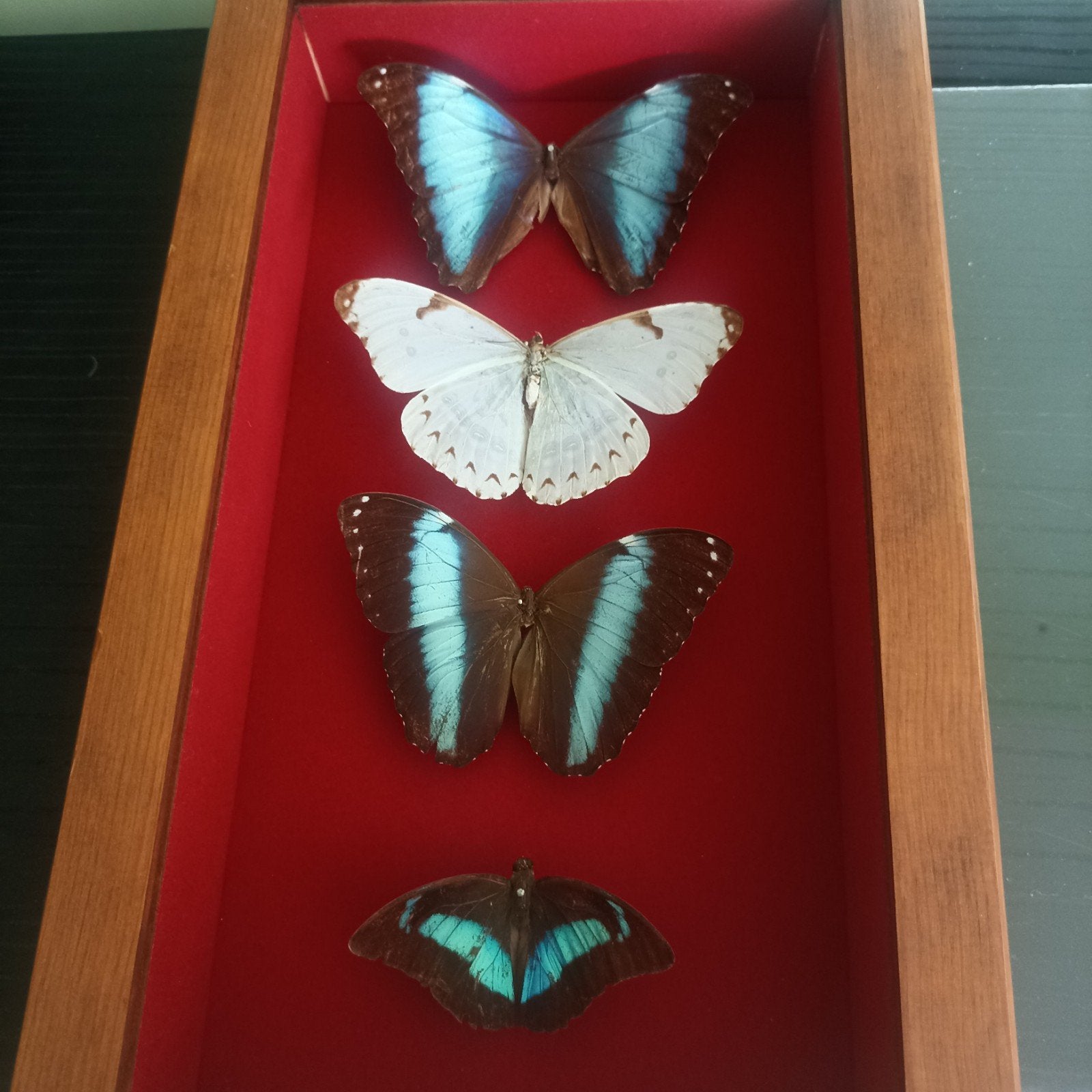 Grande vitrine à papillons vintage avec 4 vrais papillons Mo, Enlèvement ou Envoi