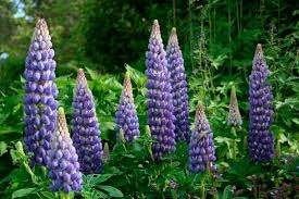 10 graines de lupin bleu, Envoi, Toute l'année, Graine