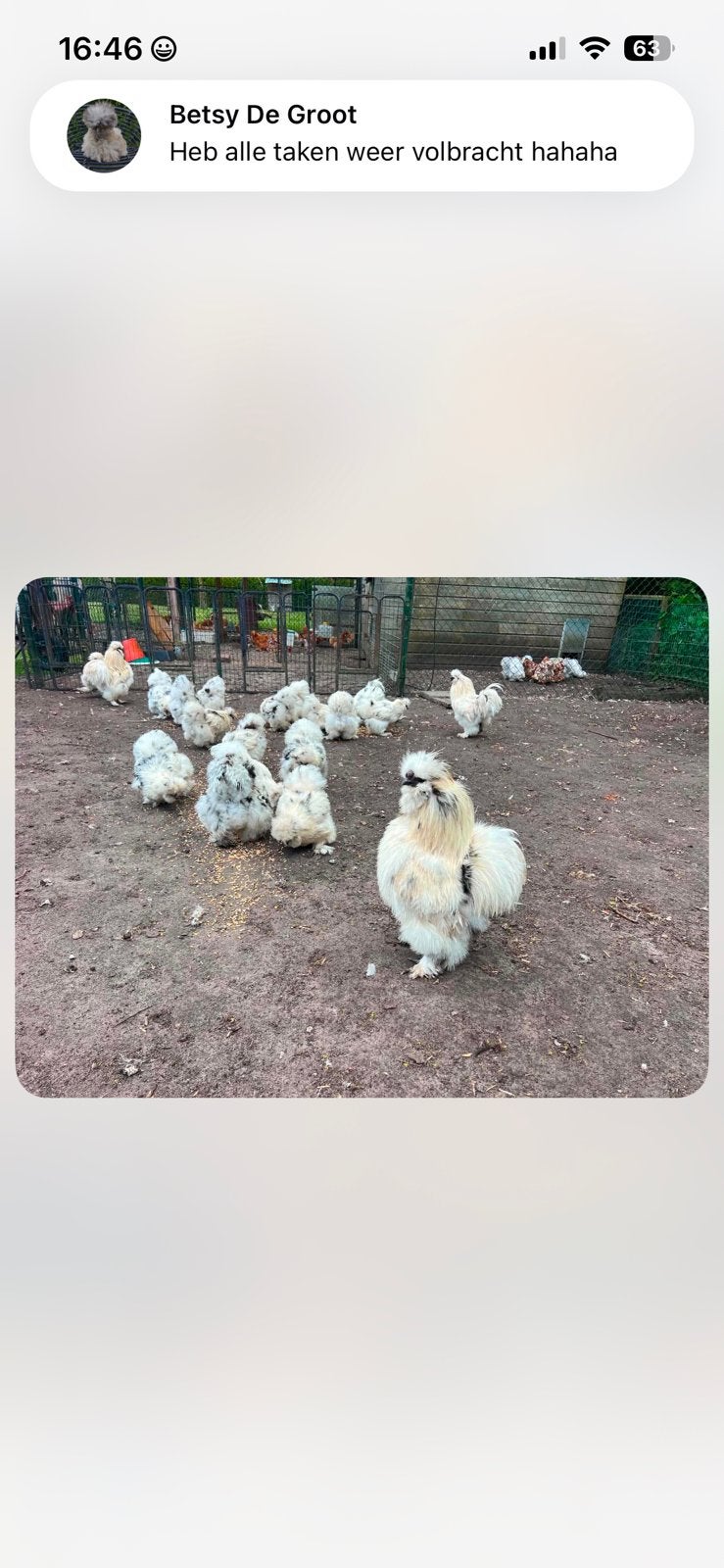USA zijdehoender eitjes van mijn paint toom, Dieren en Toebehoren, Ophalen, Zo goed als nieuw