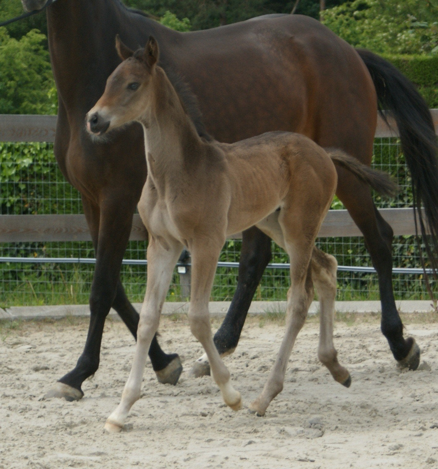 Poulains de dressage, Animaux & Accessoires, Chevaux & Poneys | Selles, Enlèvement