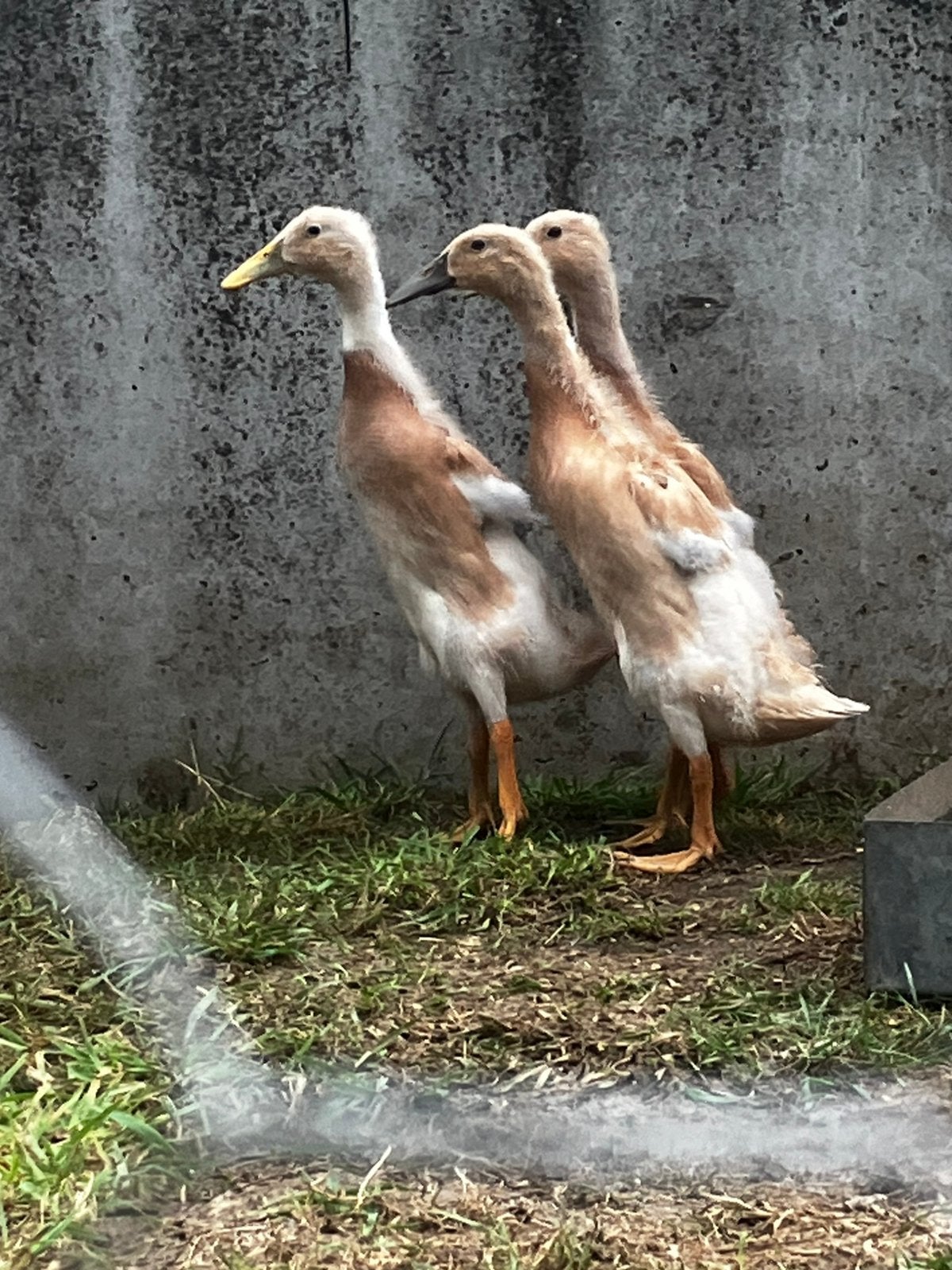 Indische loopeend 15€ koopje, Dieren en Toebehoren, Pluimvee