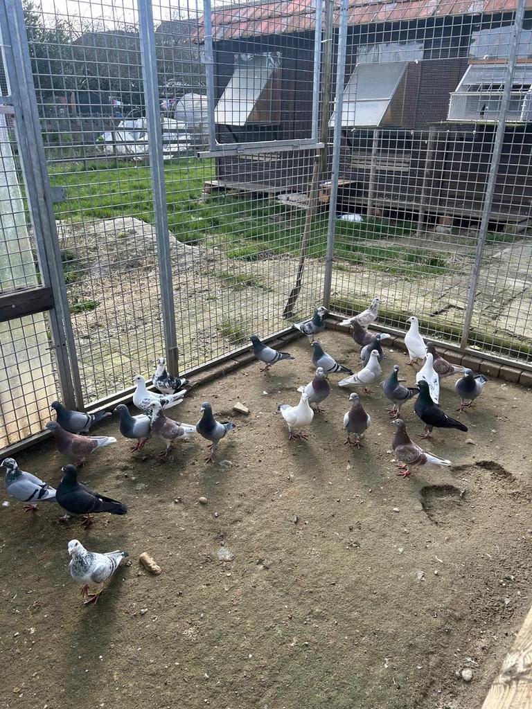Duiven, Dieren en Toebehoren, Vogels | Duiven, Postduif