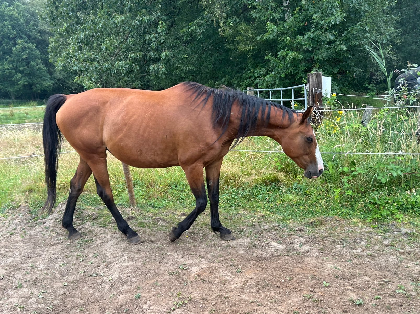 Recreatie merrie - 13 jaar, Dieren en Toebehoren, Merrie, Zadelmak