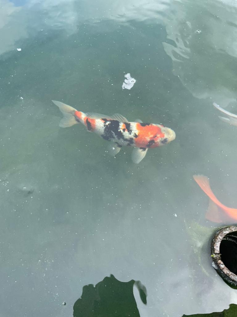 Japanse koi 75 euro tel 0484508252, Dieren en Toebehoren