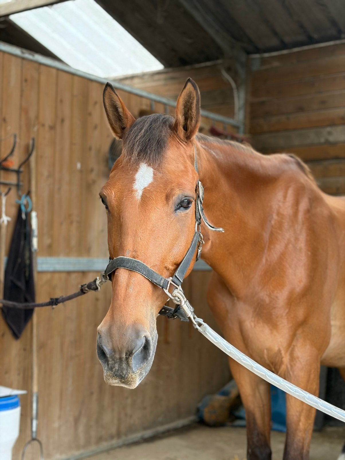 Weidemaatje zoekt forever home, Jument