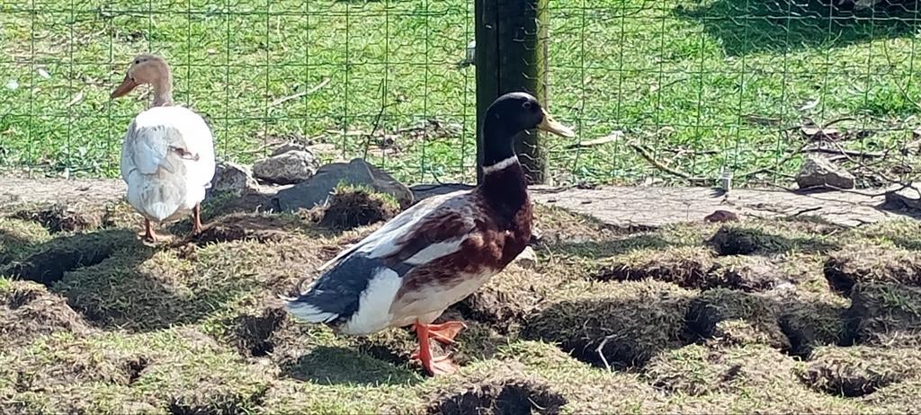 Loopeenden