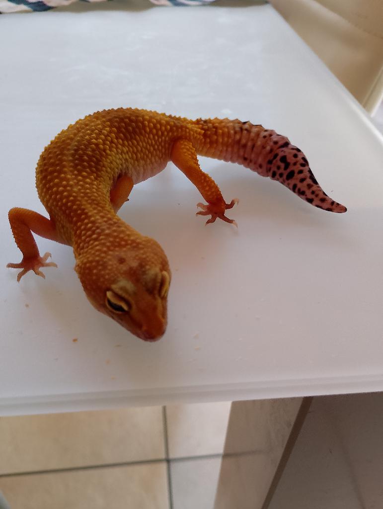 Gekko met terarium, Animaux & Accessoires, Domestique