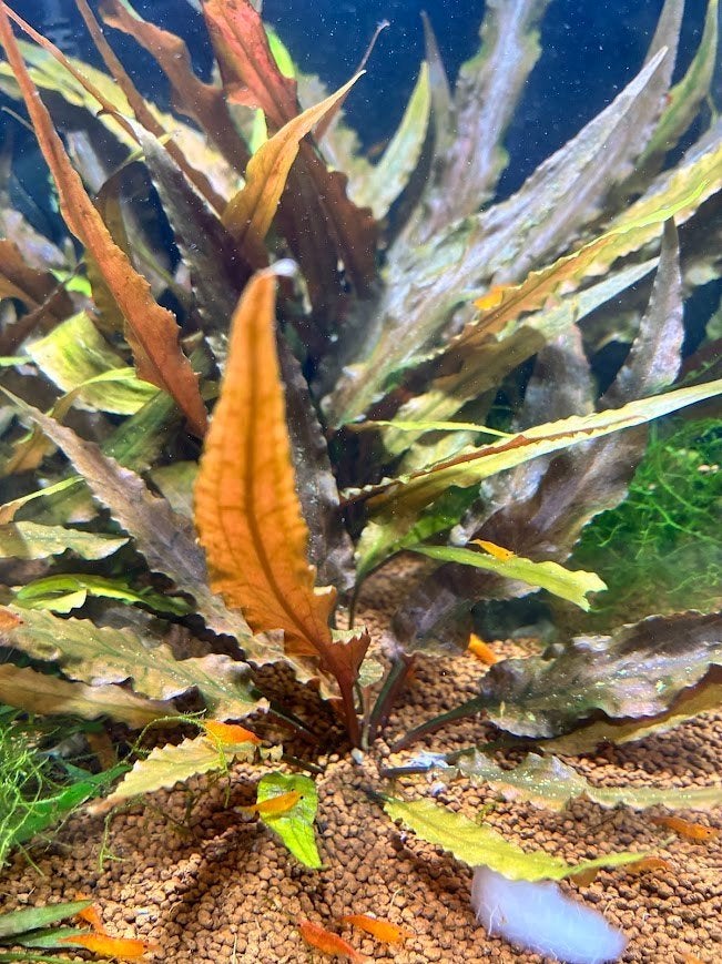 Crytocoryne wendtii Bruin, Dieren en Toebehoren, Vissen | Aquaria en Toebehoren, Ophalen