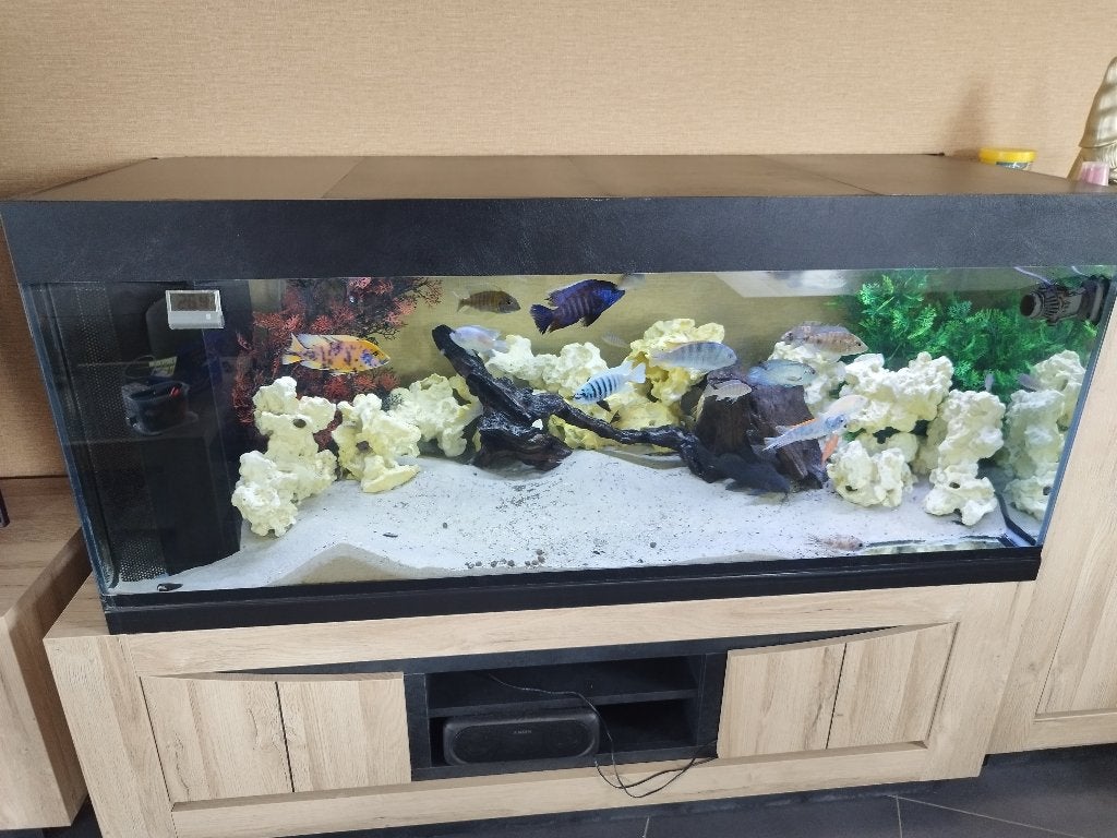 Aquarium, Ophalen, Inclusief vissen, Juwel, Gevuld zoetwateraquarium