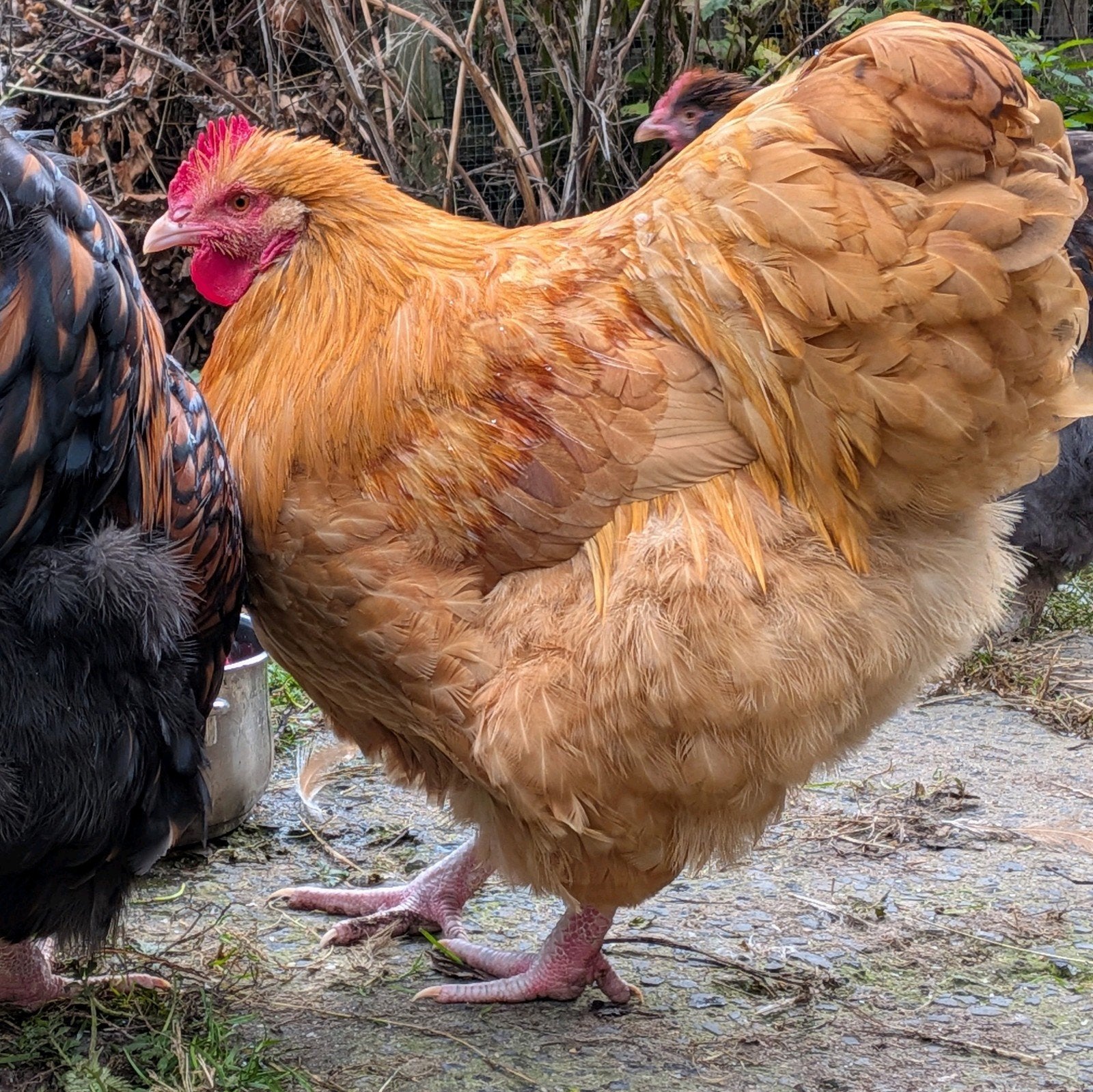 Jeunes coqs et poules Orpington à vendre, Poule ou poulet