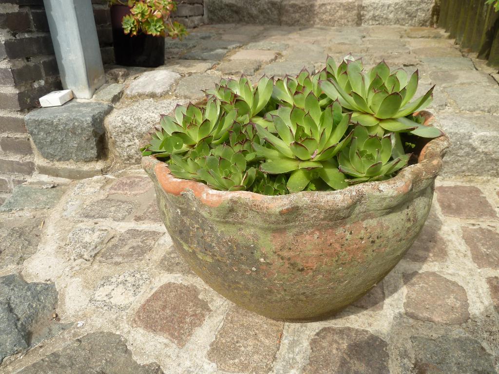 Vetplant in stenen pot, Tuin en Terras, Planten | Tuinplanten, Ophalen, Zomer, Vaste plant, Volle zon