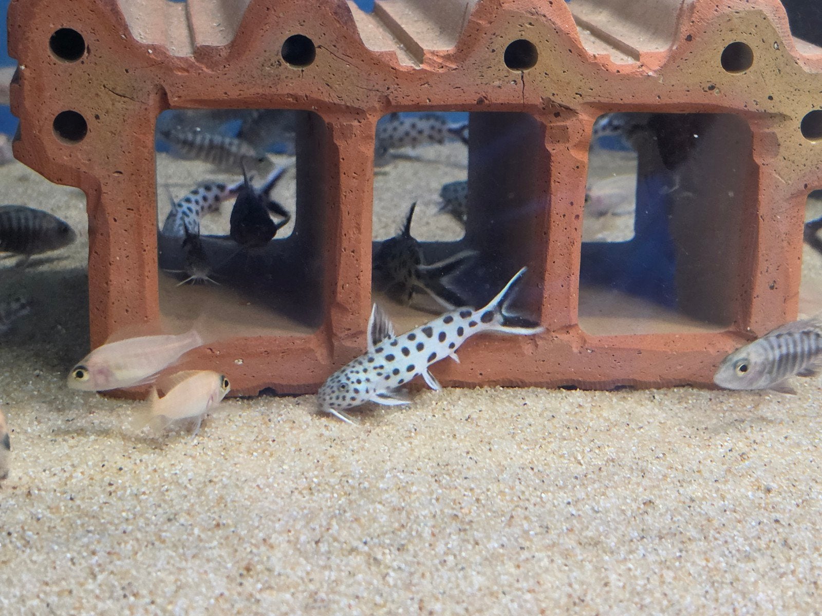 Synodontis petricola, Dieren en Toebehoren, Vissen | Aquariumvissen