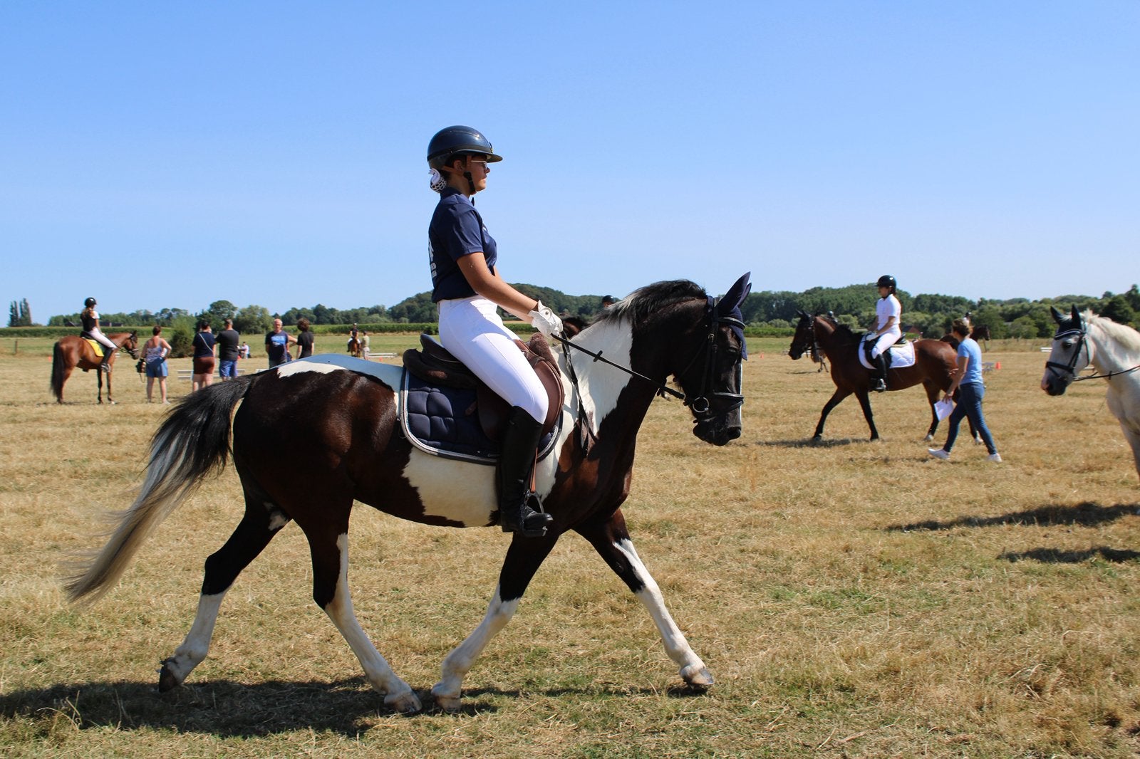 Mooie en brave alround D-pony. 7 jarige merrie 1.47., B, Avec puce électronique, Moins de 160 cm, Jument