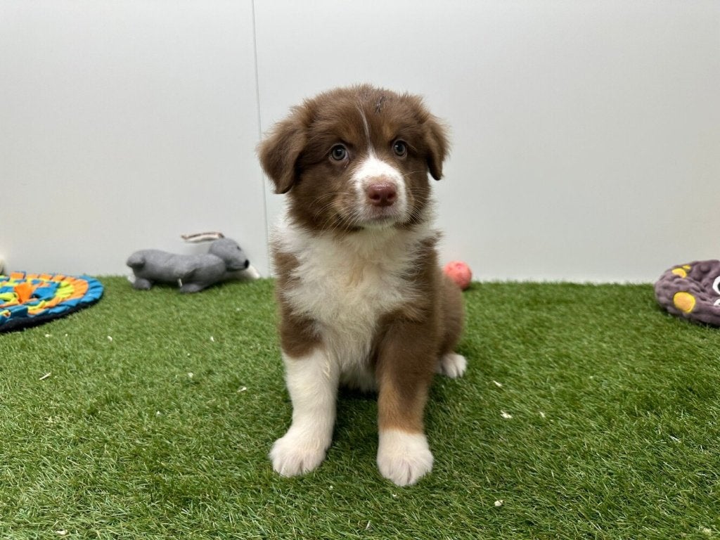 Chiots Bergers Australiens