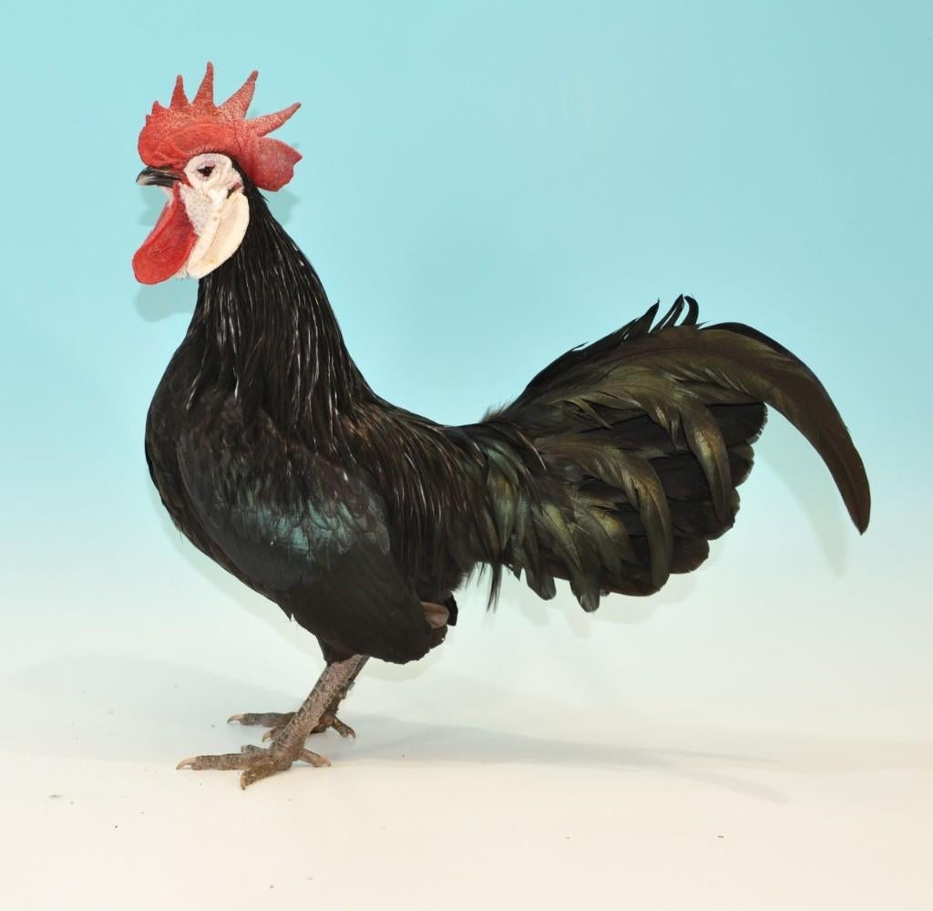 oeufs feconder poule espagnols a face blanche naine, Dieren en Toebehoren, Pluimvee