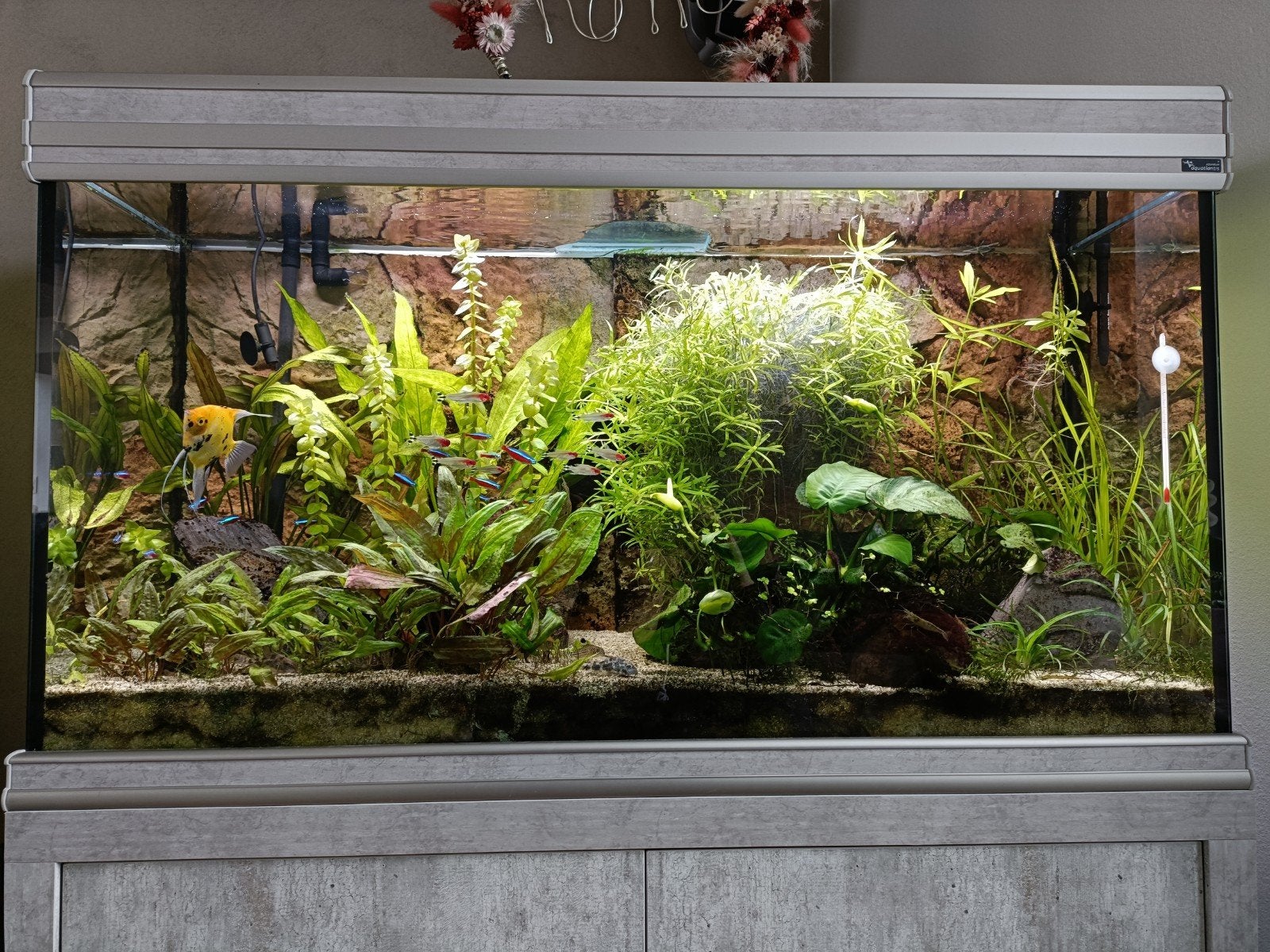 Aquarium aquatlantis, Animaux & Accessoires, Reptiles & Amphibiens | Accessoires, Enlèvement, Comme neuf, Autres types